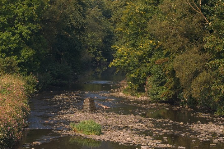 Ansitz Gebirgsstelze und Wasseramsel